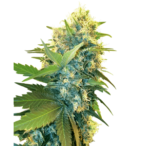 Sensi Seeds Research Double Kush Cake