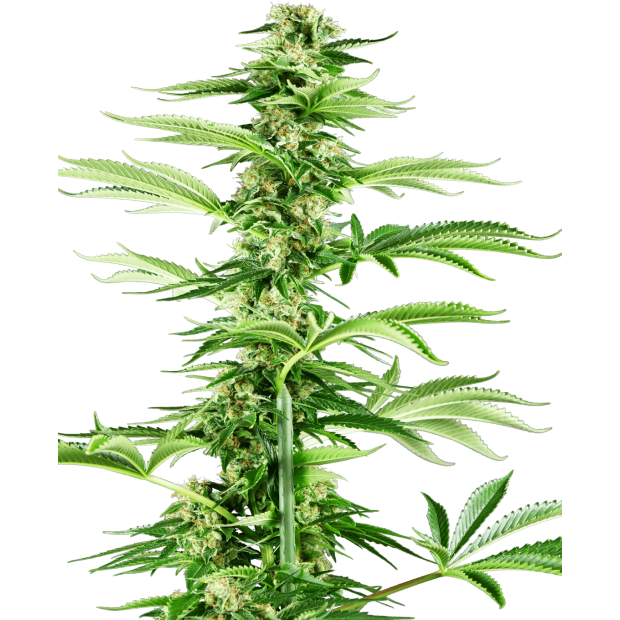 Sensi Seeds Research Honey Melon Haze