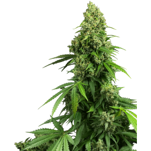 Sensi Seeds Research Honey Melon Kush Auto