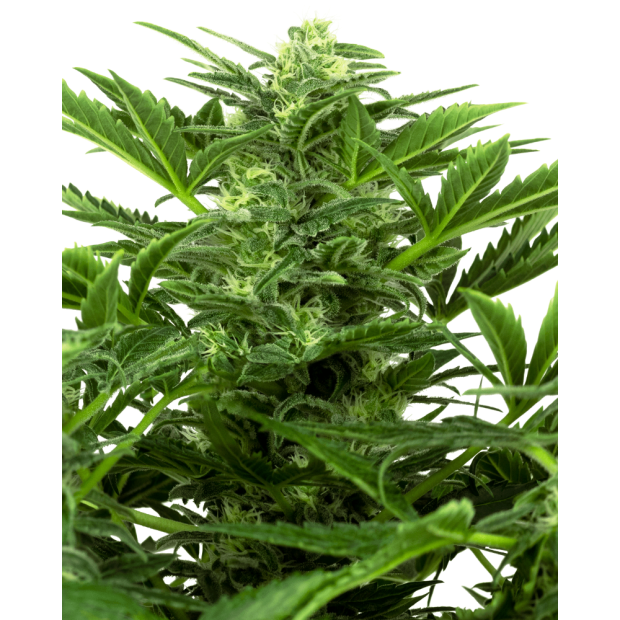 Sensi Seeds Research Mandarin Punch Auto