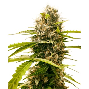Sensi Seeds Research Mandarine Punch