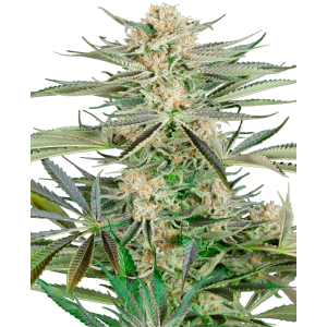 Sensi Seeds Research Screwdriver OG