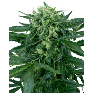 Sensi Seeds Sensi Amnesia Auto