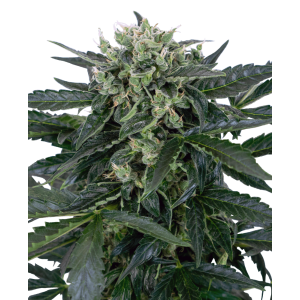Sensi Seeds Research Sensi Amnesia XXL Auto