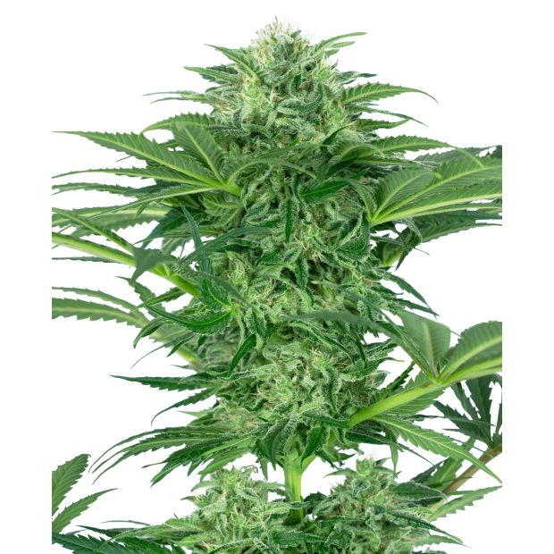 Sensi Seeds Research Skunk Dream CBD