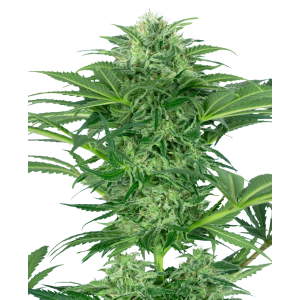 Sensi Seeds Research Skunk Dream CBD