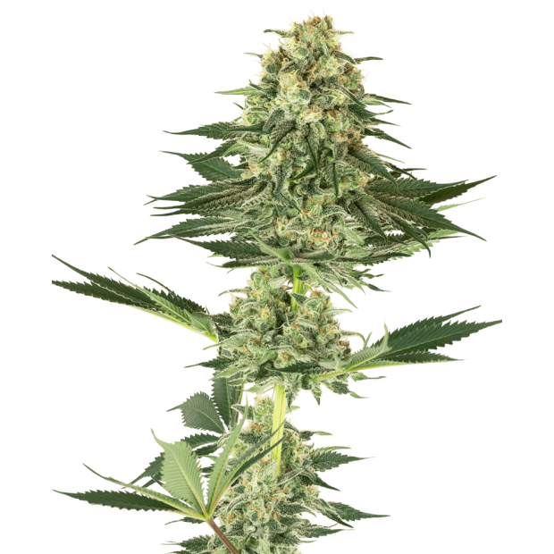 Sensi White Label Banana Kush