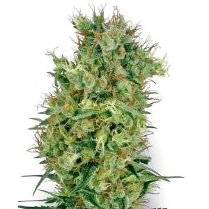 White Label California Orange Bud