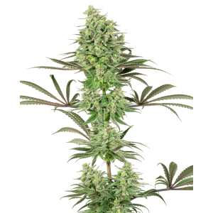 White Label Double Banana Kush