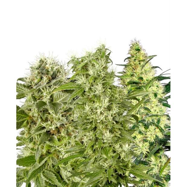 White Label Female Mix