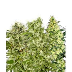 White Label Female Mix
