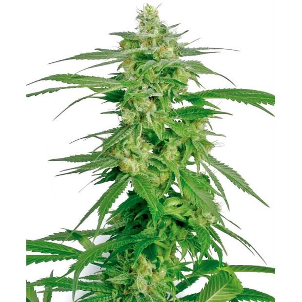 Sensi White Label Hollands Hope