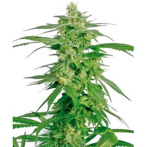 Sensi White Label Hollands Hope