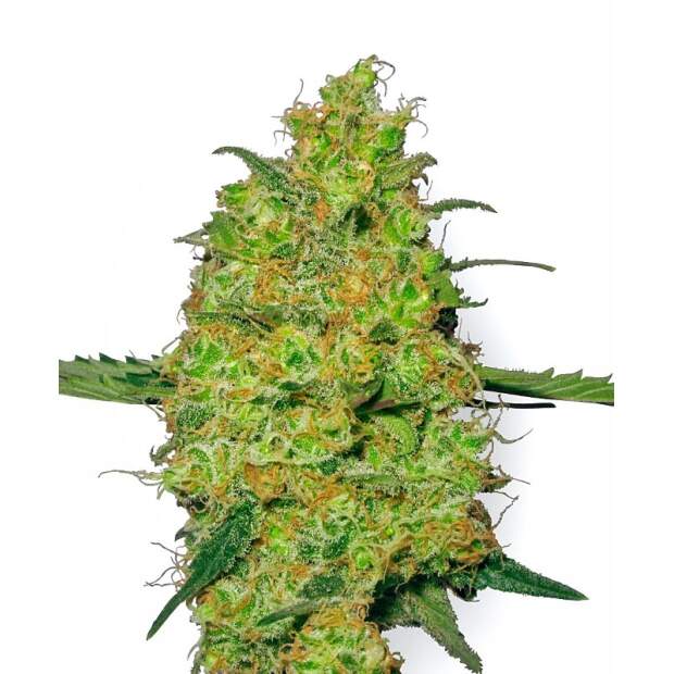 Sensi White Label Master Kush Auto