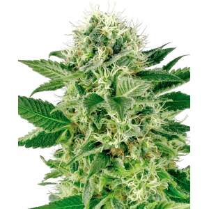 White Label Northern Lights