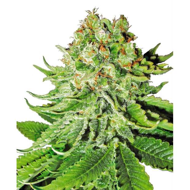 Sensi White Label Northern Lights Auto
