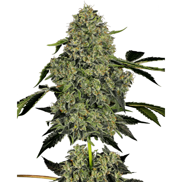Sensi White Label O.G Kush Auto