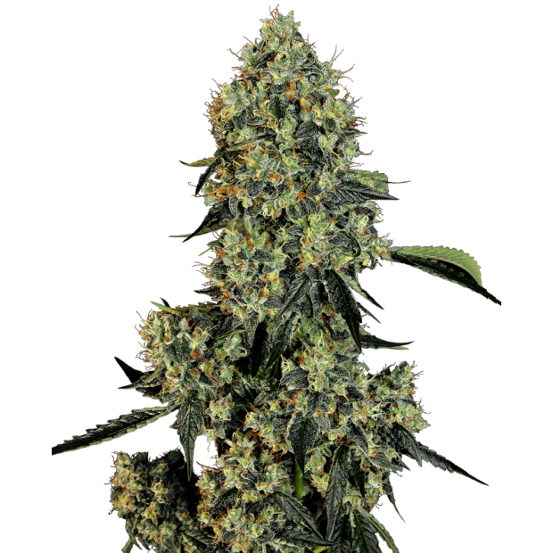 Sensi White Label O.G Kush