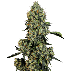 White Label O.G. Kush
