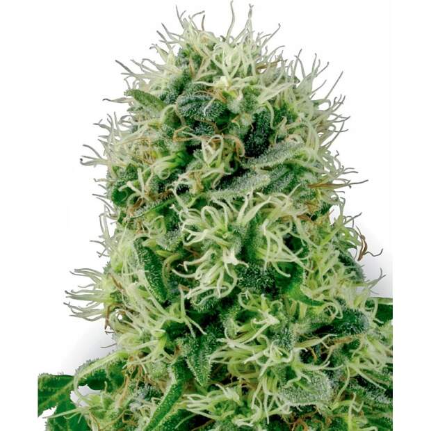 White Label Pure Power Plant Auto