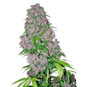 White Label Purple Bud Auto