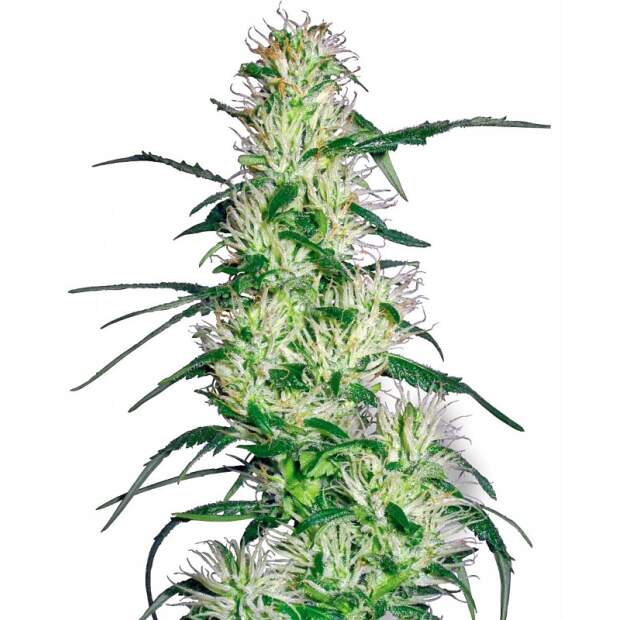 Sensi White Label Purple Haze