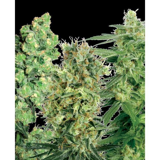 Sensi White Label Sativa Mix