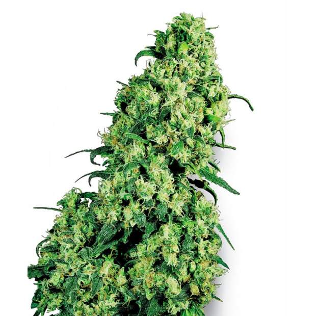 Sensi White Label Skunk# 1