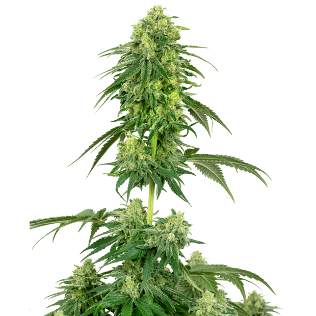 White Label Strawberry Kush