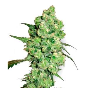 White Label Super Skunk Auto