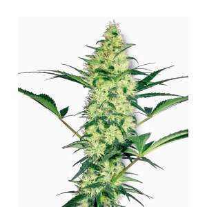 Sensi White Label White Diesel