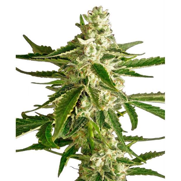 Sensi White Label White Diesel Haze Auto