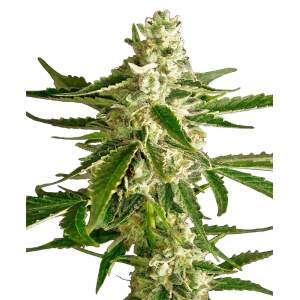 White Label White Diesel Haze Auto