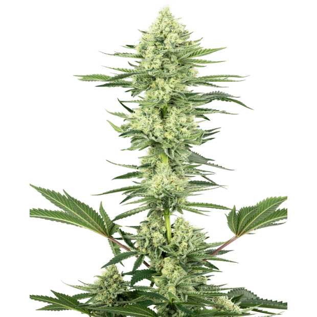 Sensi White Label White Gorilla Haze