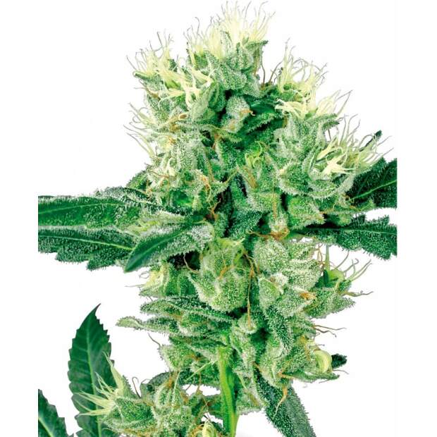 Sensi White Label White Haze Auto