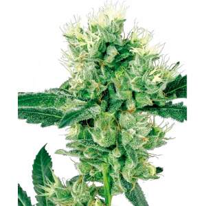 Sensi White Label White Haze Auto