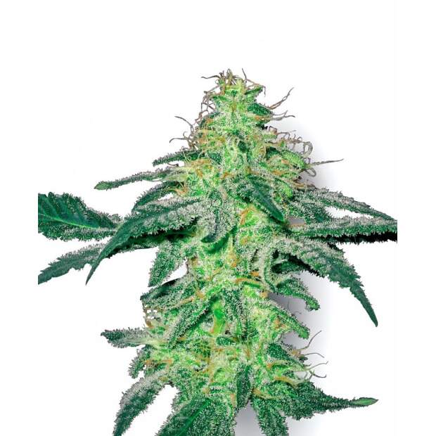 White Label White Skunk
