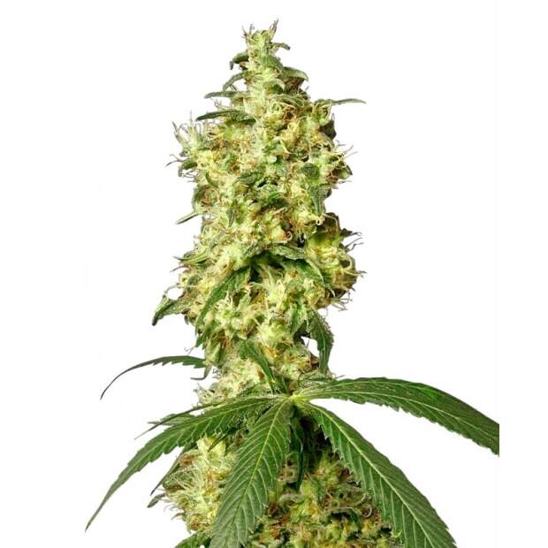 Sensi White Label White Widow Auto