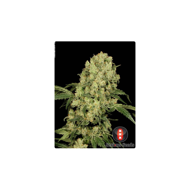 Serious Seeds AK47