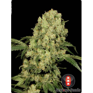 Serious Seeds AK47