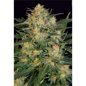 Serious Seeds Auto White Russian