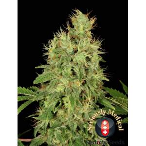 Serious Seeds CBD Chronic