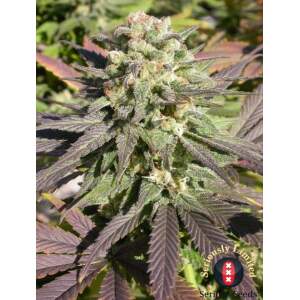 Serious Seeds CBD Warlock