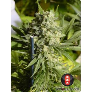 Serious Seeds Double Dutch