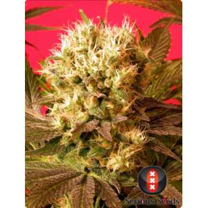 Serious Seeds Motavation
