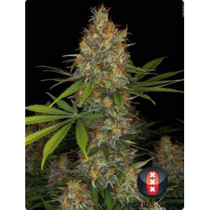 Serious Seeds Strawberry AK