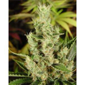 Soma Seeds Amnesia Haze