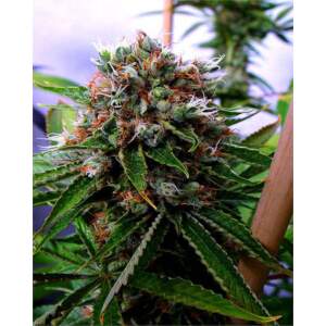 Soma Seeds Buddhas Sister