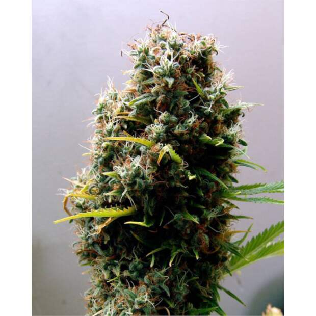 Soma Seeds Kushadelic