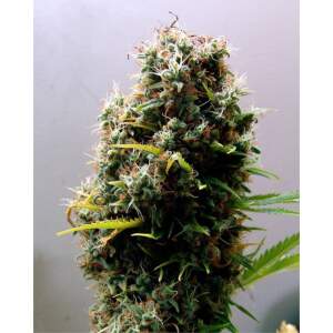 Soma Seeds Kushadelic